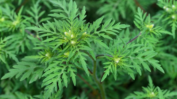 Plusieurs villes de la région se sont engagées dans la lutte à l'herbe à poux