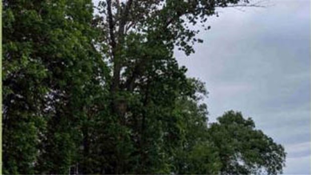L’abattage d’un grand peuplier cause la fermeture du parc Cardinal dans Grande-Île 