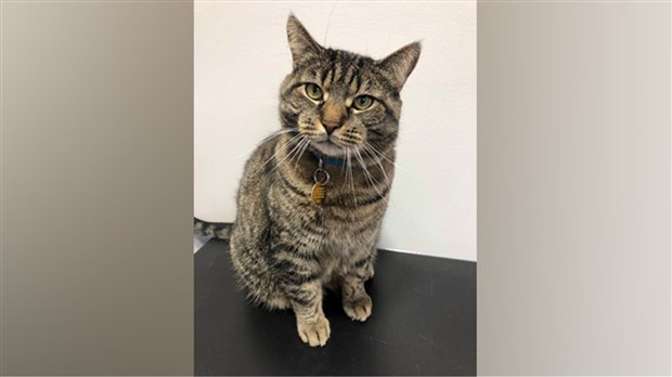 Tarification spéciale cette semaine pour l'adoption de chats 
