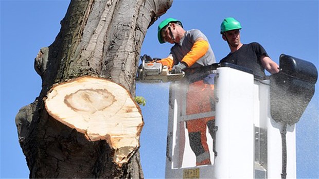 Sainte-Martine: quoi faire avec un arbre dangereux? 