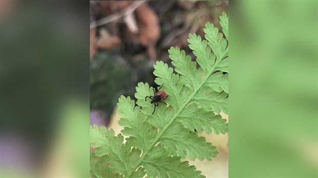 Conservation de la nature Canada s’engage dans la prévention de la maladie de Lyme