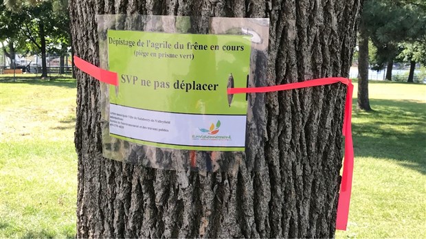 Salaberry-de-Valleyfield poursuit ses efforts pour lutter contre l'agrile du frêne 
