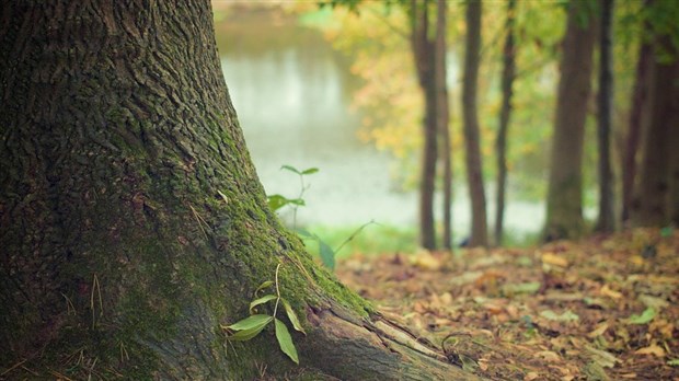 Séance d’immersion en forêt avec guide certifié à Rigaud, le samedi 24 août 