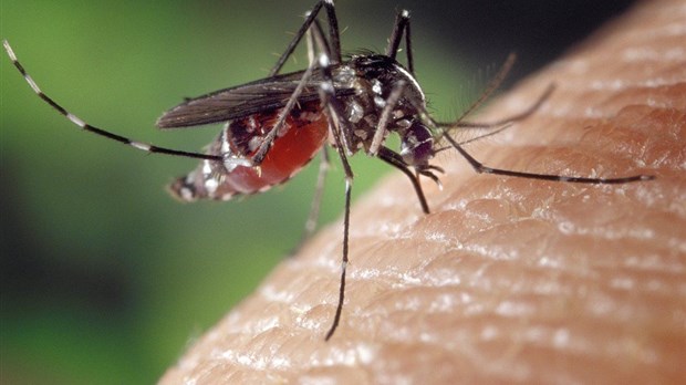 Virus du Nil occidental : la prudence est de mise
