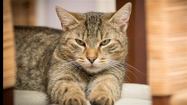 Pitou et minou en vedette aujourd'hui à Salaberry-de-Valleyfield 