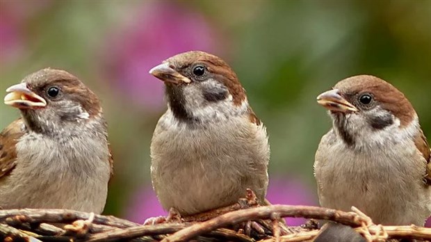 Conférence gratuite à Salaberry-de-Valleyfield pour les amis de la faune ailée