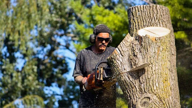 Abattre et déplacer le bois de frêne seulement après le 15 octobre