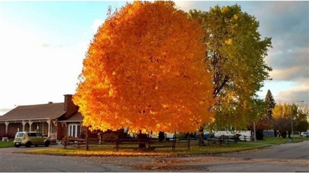 160 arbres et arbustes distribués aux citoyens de Salaberry-de-Valleyfield 