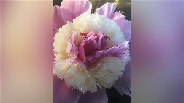 Un hommage floral pour le Colonel Michel de Salaberry 