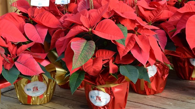 Une campagne de poinsettias différente pour la Maison de soins palliatifs de Vaudreuil-Soulanges