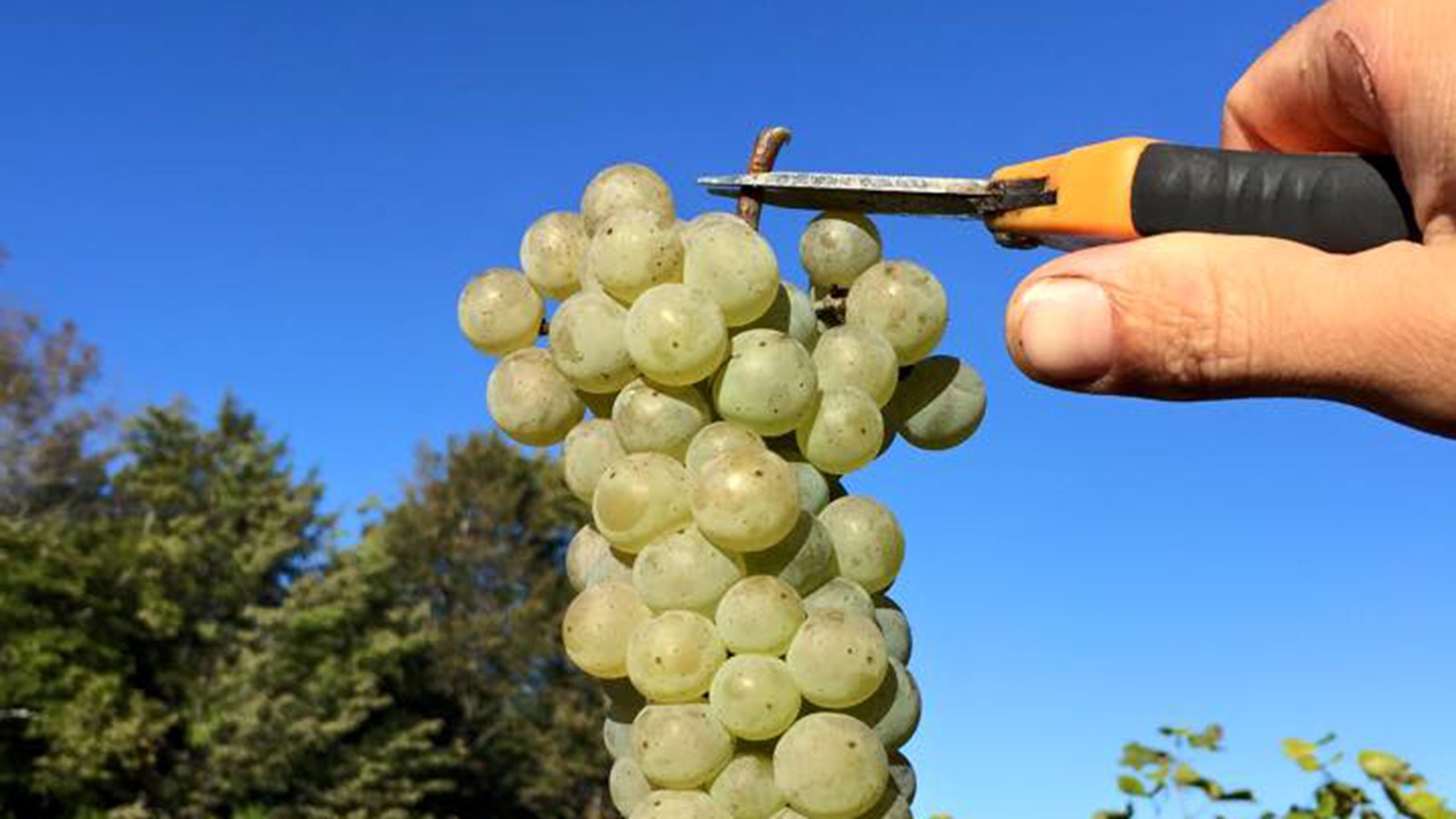 Cette année, offrez une parcelle de la région de VaudreuilSoulanges en