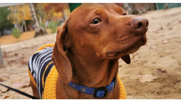 Réouverture du parc canin de la rue Victoria ce 21 décembre 