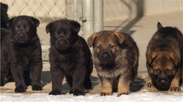 La GRC a besoin de vous pour nommer ses prochains chiens policiers 