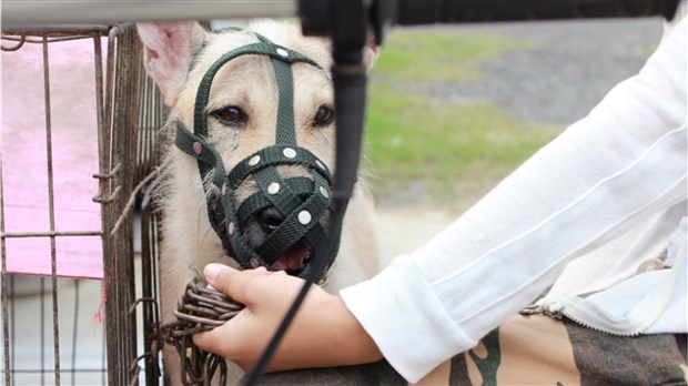 Entrée en vigueur de nouvelles règles pour les propriétaires de chien au Québec 