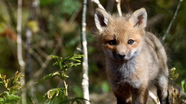 1 875 000 $ pour aider les municipalités à protéger la biodiversité sur leurs territoires
