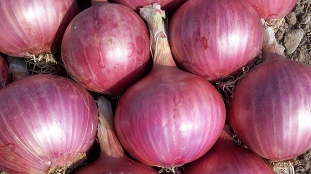 Rappel d'oignons rouges, d'oignons jaunes, d'oignons blancs et d'oignons jaunes sucrés importés depuis les États-Unis