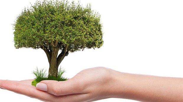 L'arbre en vedette à Salaberry-de-Valleyfield du 20 au 26 septembre 