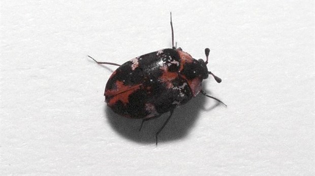 L’EXTERMINATION DE L’ANTHRÈNE DU TAPIS