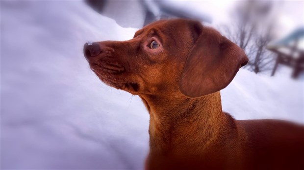 Sainte-Martine pose les bases d'un projet de parc à chien 