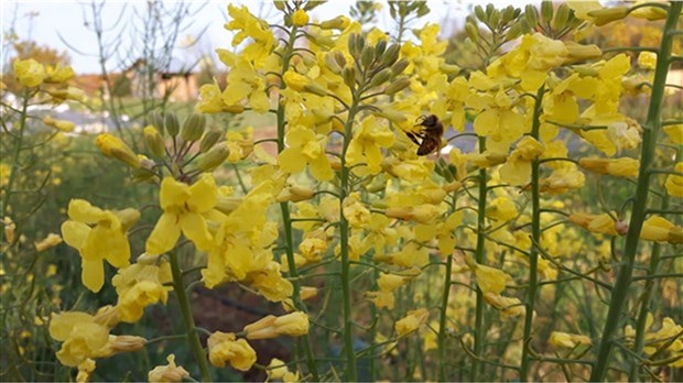 L'abeille indigène au coeur d'une conférence virtuelle le 21 octobre 