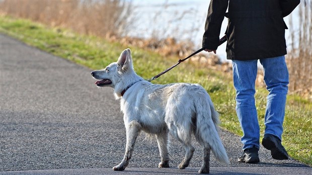 L’heure de la fin des colliers aversifs pour chien a sonné