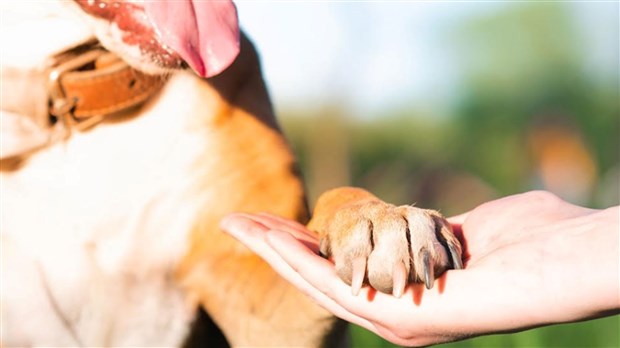Une première conférence par les Services animaliers de Salaberry-de-Valleyfield
