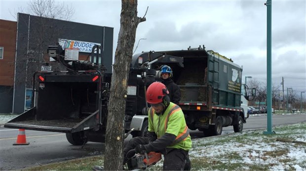Abattage de 88 frênes sur le territoire de Salaberry-de-Valleyfield 