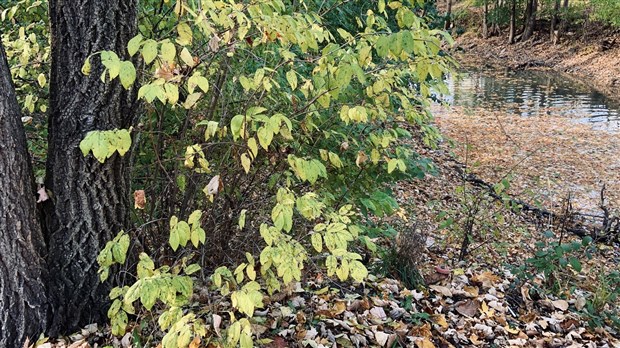 Est-ce que les municipalités devraient en faire plus en matière d’environnement?
