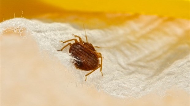 Quels sont les signes d'infestation de punaise de lit ?