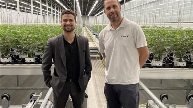 Cannara Biotech Inc. reprend le flambeau et débute la production de cannabis