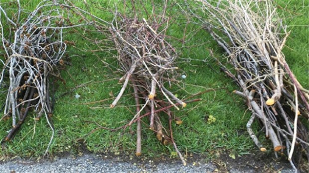 Collecte de branches ce lundi à Beauharnois 