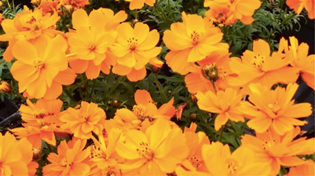 L'édition 2021 de Moissons en fleurs se tiendra les 7 et 8 mai 