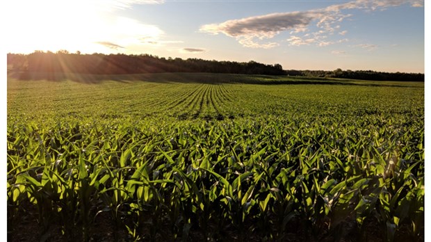 L’UPA de la Montérégie est déçue de l'implantation de Google en zone agricole 