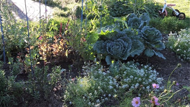 Les potagers en cour avant sont acceptés à Salaberry-de-Valleyfield 