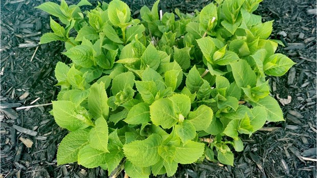 Seconde distribution gratuite de compost à Saint-Urbain-Premier 