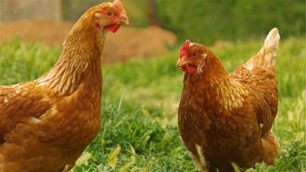 Salaberry-de-Valleyfield autorise les poules urbaines sur son territoire 