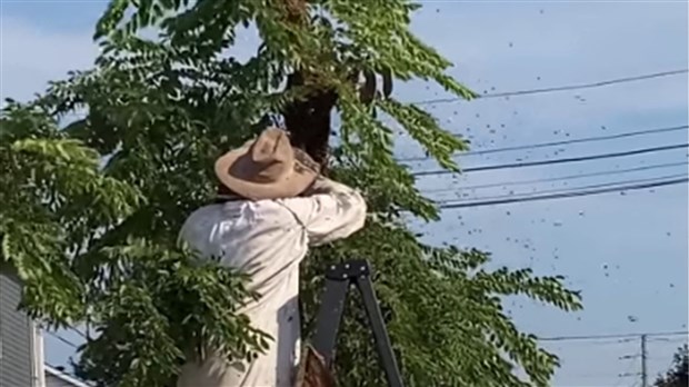 70 000 abeilles récupérées au centre-ville de Salaberry-de-Valleyfield