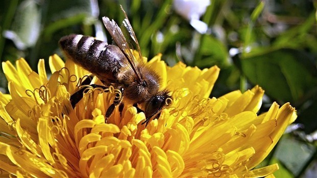 RAPPEL: Beauharnois encourage l’apiculture urbaine sur son territoire 