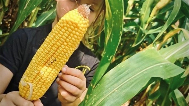 Le maïs sucré sera au rendez-vous cette année