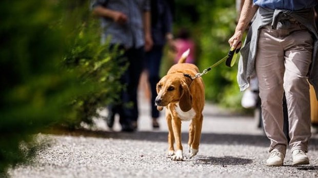 Salaberry-de-Valleyfield appelle les propriétaires d’animaux domestiques au civisme