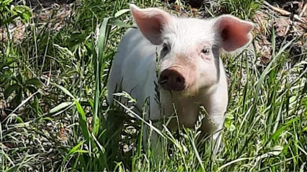 Une sortie à faire en famille cette fin de semaine pour supporter les Larivière 