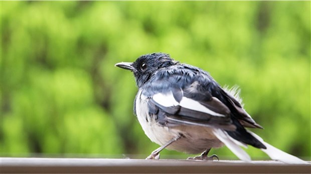 Activité gratuite en fin de semaine au parc nature à Beauharnois 
