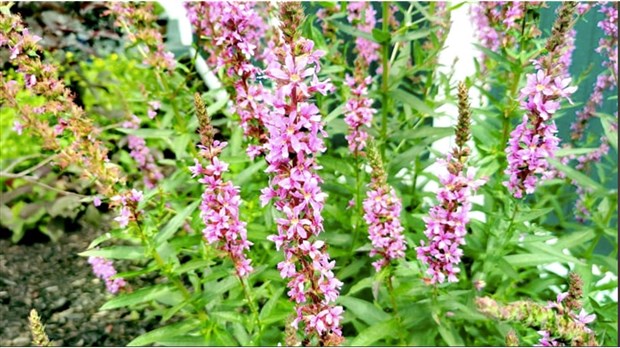 Concours Jardins Fleuris: les Martinois invités à voter 