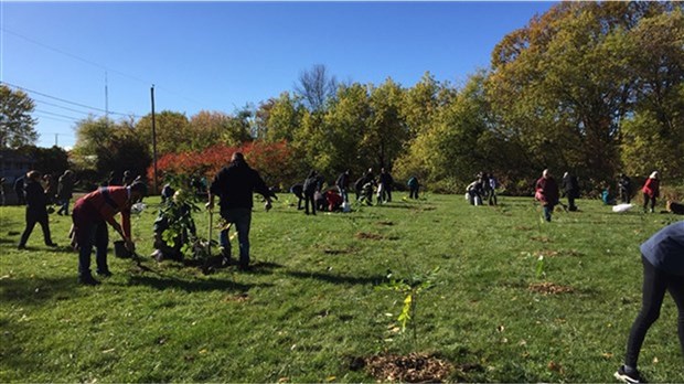 Trois opérations de plantation d'arbres prévues à Salaberry-de-Valleyfield 