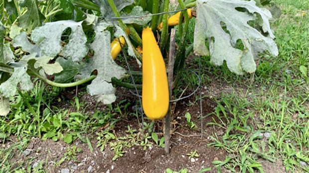 Un espace dans le jardin communautaire de Sainte-Martine, ça vous dit?