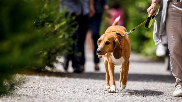 Nouveau règlement sur les animaux en vigueur dès le 13 octobre 