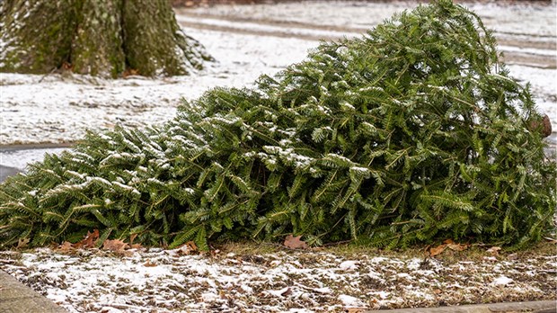 Deux alternatives pour se départir de son sapin naturel de façon écologique 