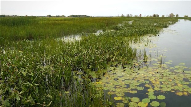 Il participe activement à l'équilibre vital du fleuve Saint-Laurent