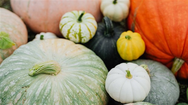 L'Association des éleveurs de bétail tiendra  sa deuxième édition du Festival d'Automne 