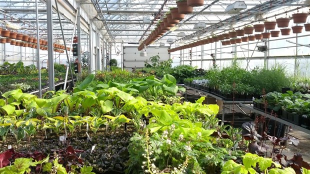 Conseils et vente de plantes par de jeunes pros